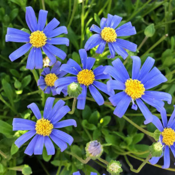 Felicia amelloides 'San Gabriel' – Blue Marguerite