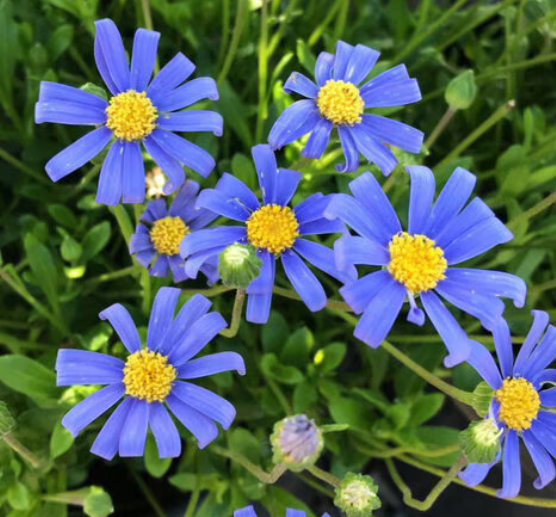 Felicia amelloides 'San Gabriel' – Blue Marguerite