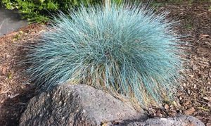 Festuca glauca – Blue Fescue Grass