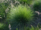 Festuca mairei – Maire's Fescue