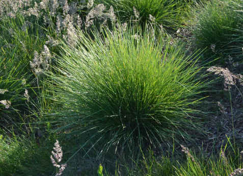 Festuca mairei – Maire's Fescue