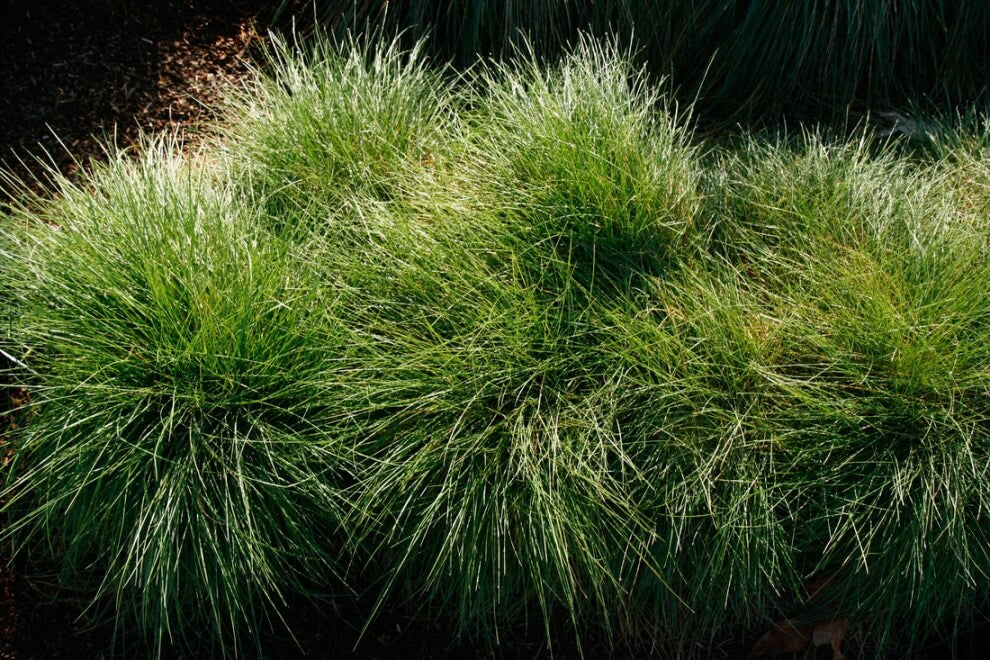 Festuca rubra 'Molate' – Red Fescue Grass