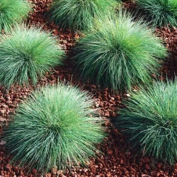 Festuca valesiaca 'Buddy Blue' – Blue Fescue