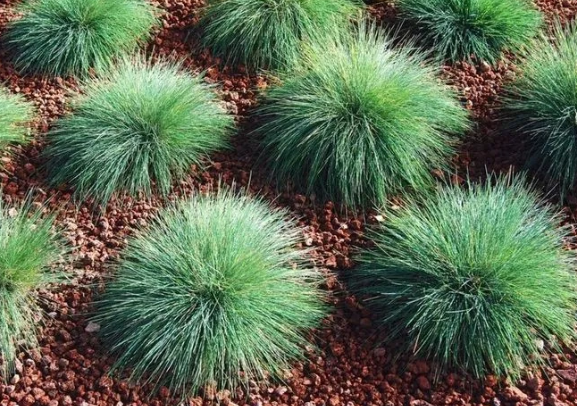 Festuca valesiaca 'Buddy Blue' – Blue Fescue