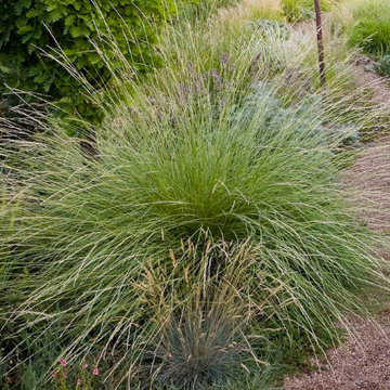 Festuca mairei – Maire's Fescue