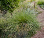 Festuca mairei – Maire's Fescue