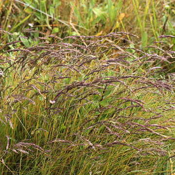 Festuca rubra – Red Fescue