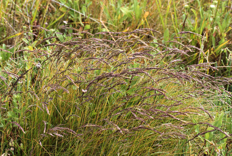Festuca rubra – Red Fescue