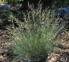 Festuca idahoensis 'Tomales Bay' – Idaho Fescue