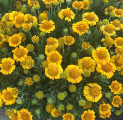 Gaillardia hybrida Gusto 'Lemon' – Blanketflower