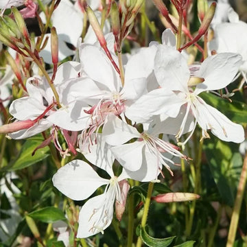 Gaura lindheimeri 'Steffi White' – Beeblossom