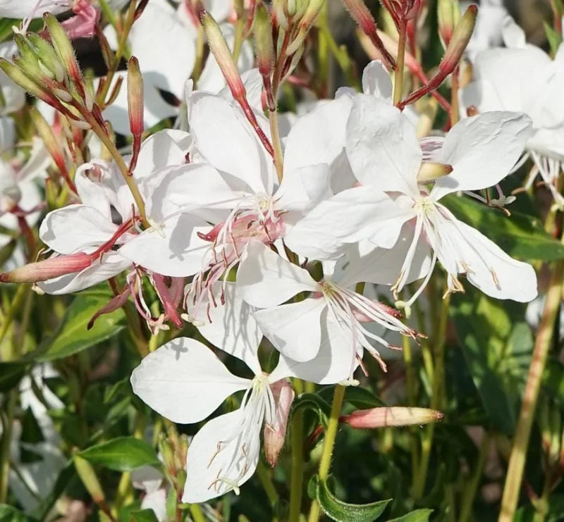 Gaura lindheimeri 'Steffi White' – Beeblossom