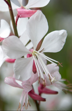 Gaura lindheimeri 'Whirling Butterflies' – Beeblossom