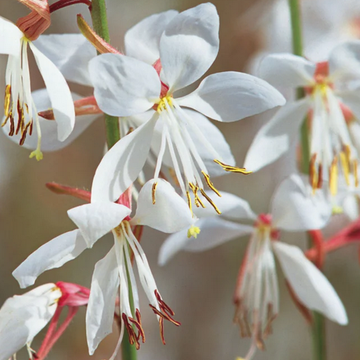 Gaura lindheimeri Ballerina White – Beeblossom