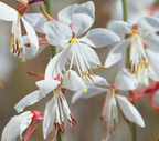 Gaura lindheimeri Ballerina White – Beeblossom