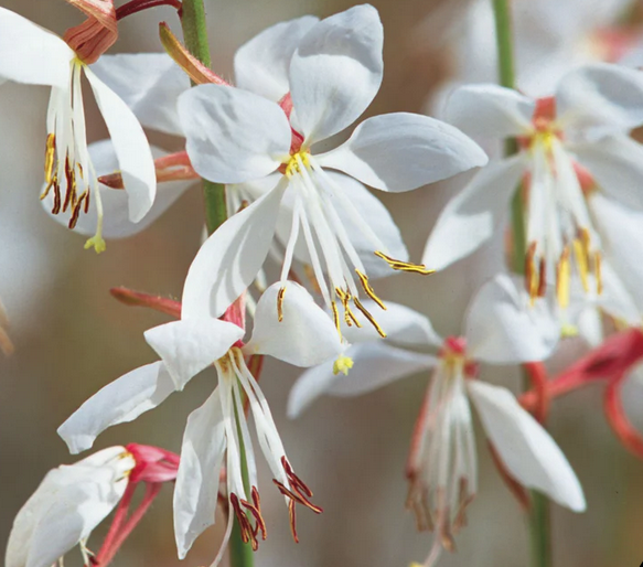 Gaura lindheimeri Ballerina White – Beeblossom