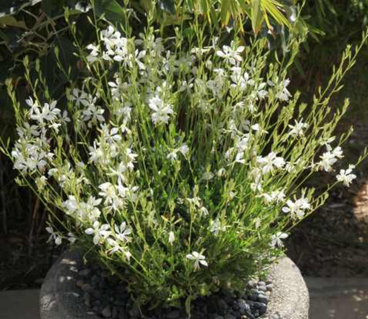 Gaura lindheimeri Ballerina White – Beeblossom