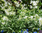 Gaura lindheimeri 'Belleza White' – Beeblossom