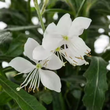 Gaura lindheimeri 'Belleza White' – Beeblossom