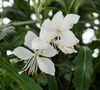 Gaura lindheimeri 'Belleza White' – Beeblossom
