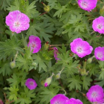 Geranium sanguineum – Bloody Crane's Bill