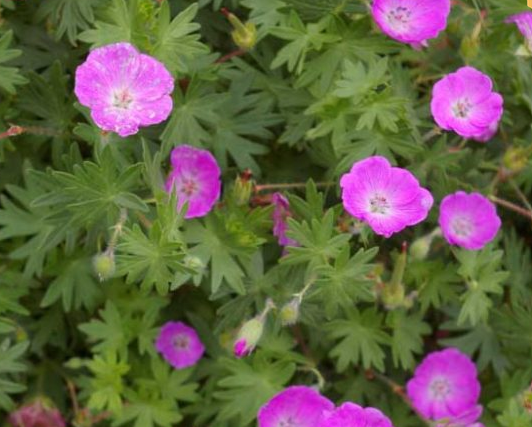Geranium sanguineum – Bloody Crane's Bill
