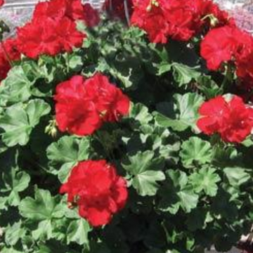 Pelargonium interspecific 'Calliope Large Dark Red' – Ivy/Zonal Geranium
