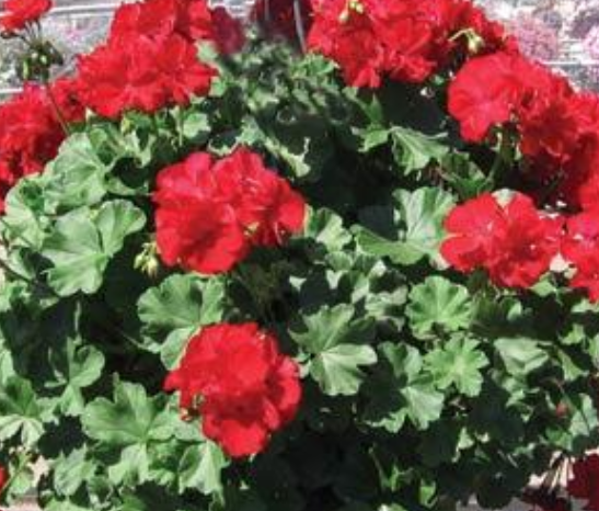 Pelargonium interspecific 'Calliope Large Dark Red' – Ivy/Zonal Geranium