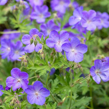 Geranium x 'Johnson’s Blue' – Crane's Bill