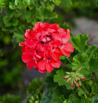 Pelargonium x hortorum 'Patriot Bright Red' – Zonal Geranium