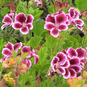 Pelargonium domesticum 'Pinkerbell' – Martha Washington Geranium