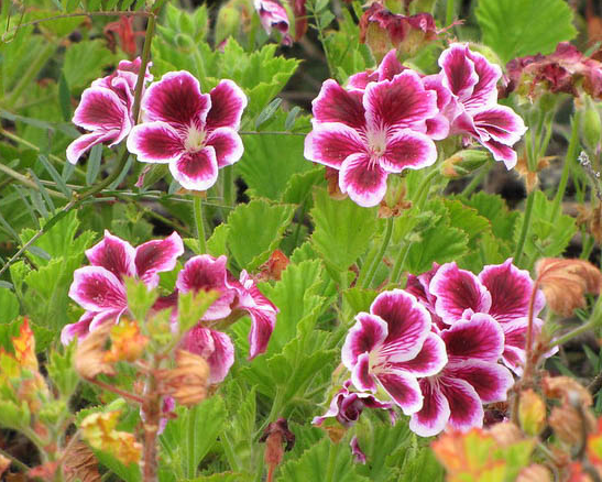Pelargonium domesticum 'Pinkerbell' – Martha Washington Geranium