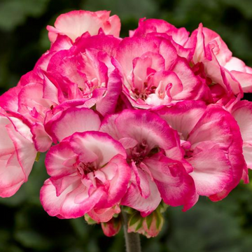 Pelargonium x hortorum 'Tango Strawberry Ice' – Zonal Geranium