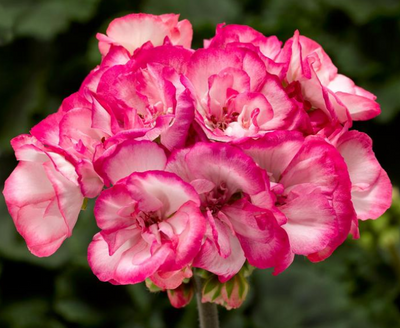 Pelargonium x hortorum 'Tango Strawberry Ice' – Zonal Geranium