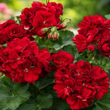 Pelargonium x hortorum 'Tango Dark Red' – Zonal Geranium