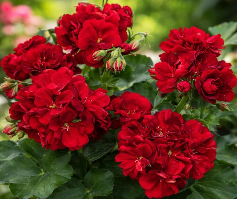 Pelargonium x hortorum 'Tango Dark Red' – Zonal Geranium