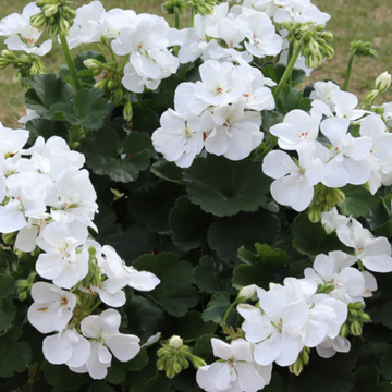 Pelargonium x hortorum 'Tango White' – Zonal Geranium