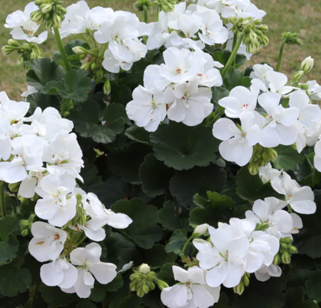 Pelargonium x hortorum 'Tango White' – Zonal Geranium