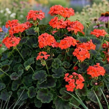 Pelargonium x hortorum Brocade 'Fire' – Fancy Leaf Zonal Geranium