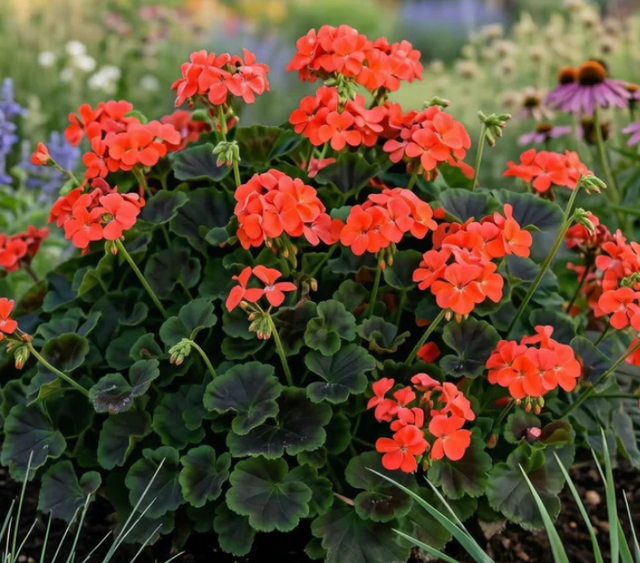 Pelargonium x hortorum Brocade 'Fire' – Fancy Leaf Zonal Geranium