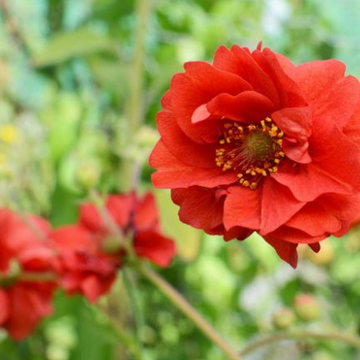 Geum 'Double Bloody Mary' – Grecian Rose, Avens