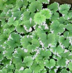 Glechoma hederacea 'Variegata' – Variegated Ground Ivy