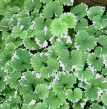 Glechoma hederacea 'Variegata' – Variegated Ground Ivy