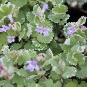 Glechoma hederacea 'Variegata' – Variegated Ground Ivy