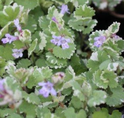 Glechoma hederacea 'Variegata' – Variegated Ground Ivy