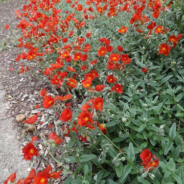HELIANTHEMUM 'Henfield Brilliant' (Available Now)