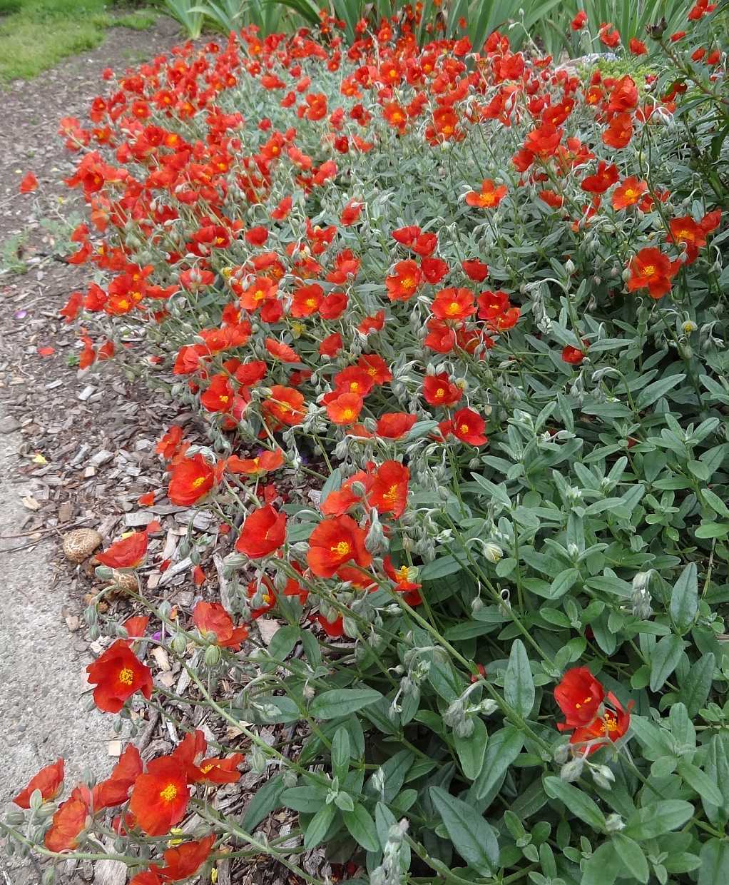 HELIANTHEMUM 'Henfield Brilliant' (Available Now)