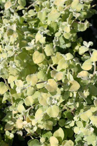 Helichrysum petiolare 'Limelight' – Licorice Plant