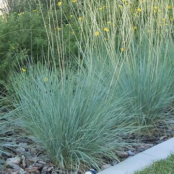 Helictotrichon sempervirens 'Sapphire' (syn. 'Saphirsprudel') – Blue Oat Grass