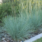 Helictotrichon sempervirens 'Sapphire' (syn. 'Saphirsprudel') – Blue Oat Grass